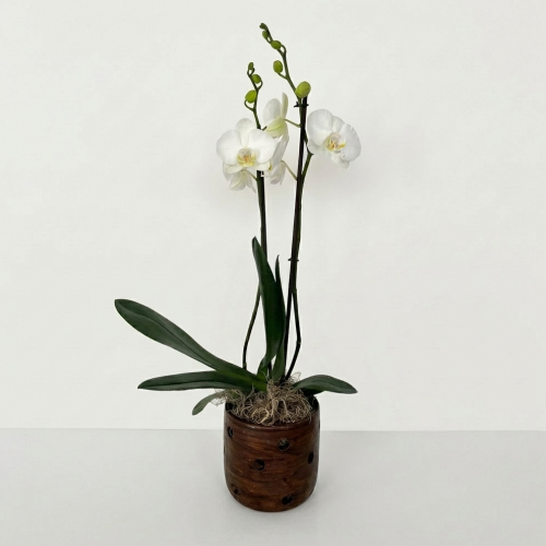 Suspiro de Orquideas